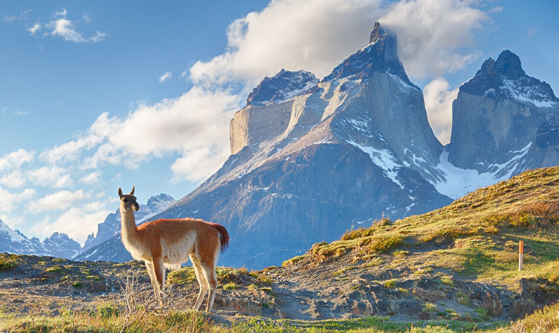 Patagonia landscape with a deer